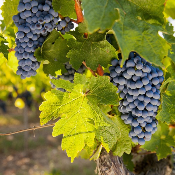 Grape Growing
