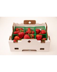 6 PINT- TRAY "HALFFLAT"-20/BDL