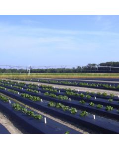Mulch Film